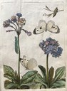 Blumen und Insecten-Buch